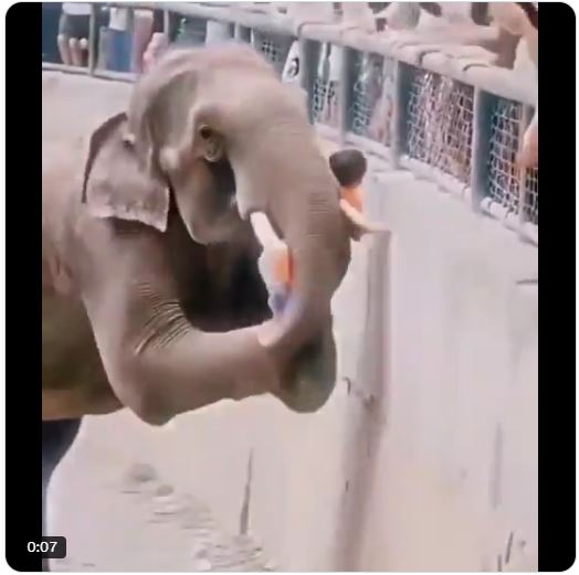 Boy Rescued By Elephant