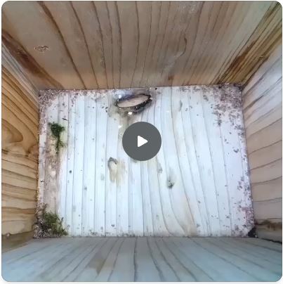 Empty Nest Box