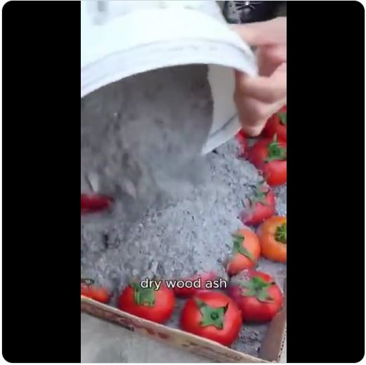 Preserving Tomatoes