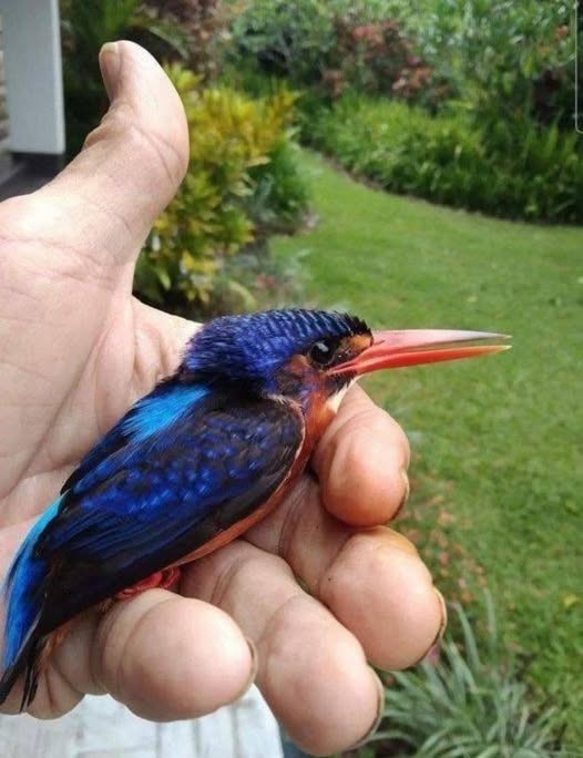 Kingfisher