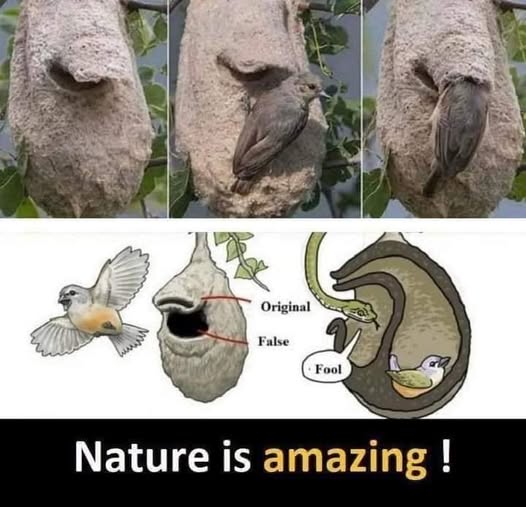 Nature Is Amazing!