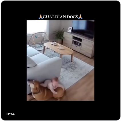 Dog Being Hero