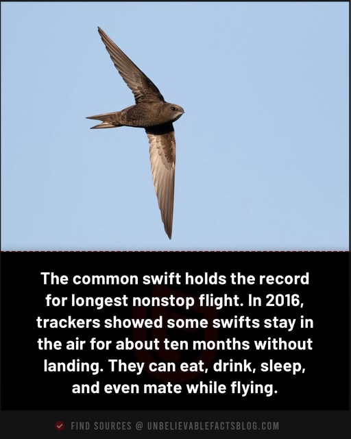 Long Flight Swift