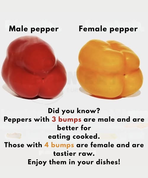 Male vs Female Peppers