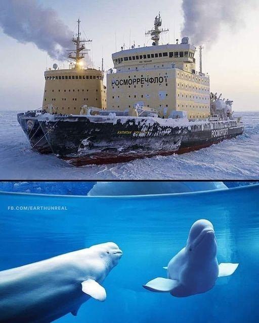 Operation Beluga
