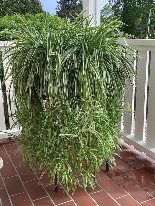 Spider Plants