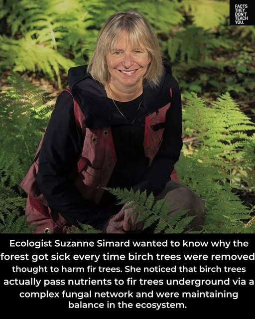 Suzanne Simard