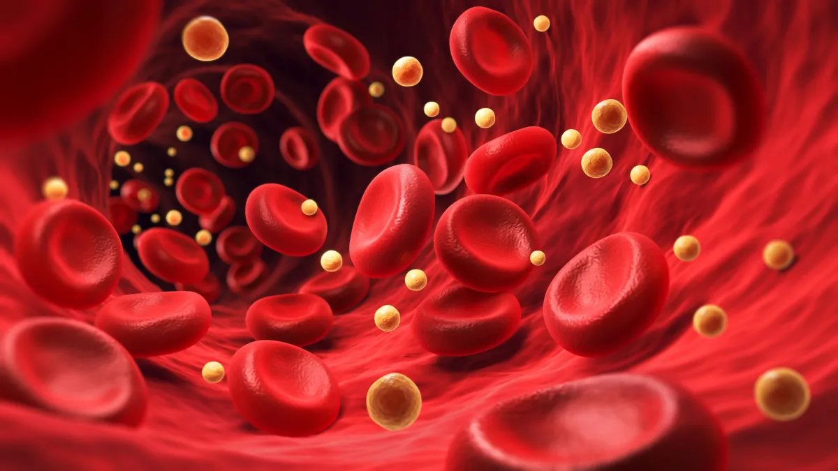 Cholesterol and Red Blood Cells In Artery
