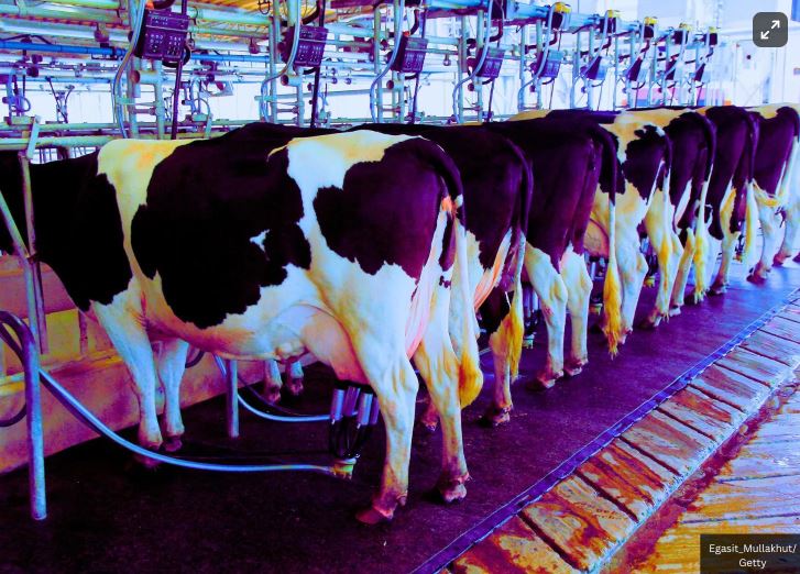 Cows Being Milked