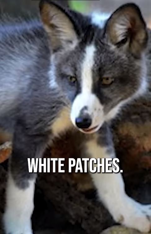 Fox With White Patches