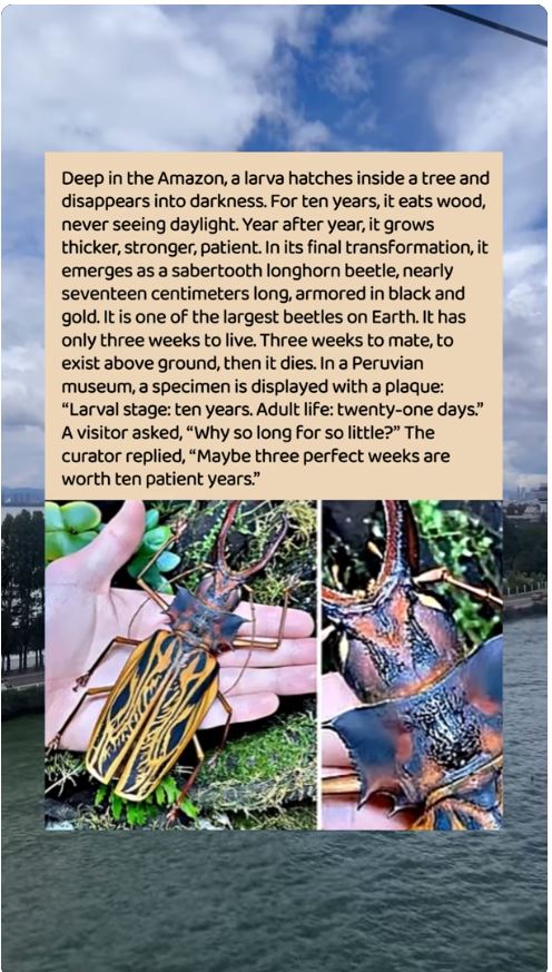 Sabertooth Longhorn Beetle