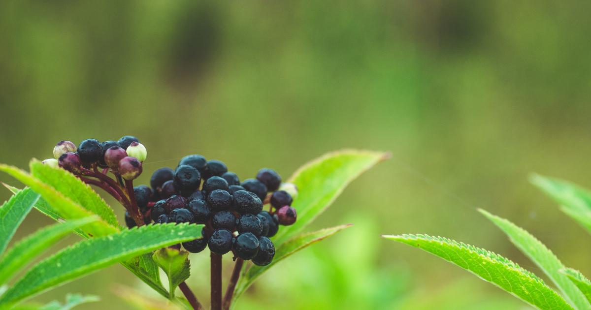 Elderberries