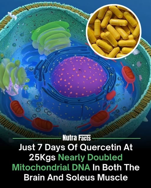 Quercetin and Mitochondria