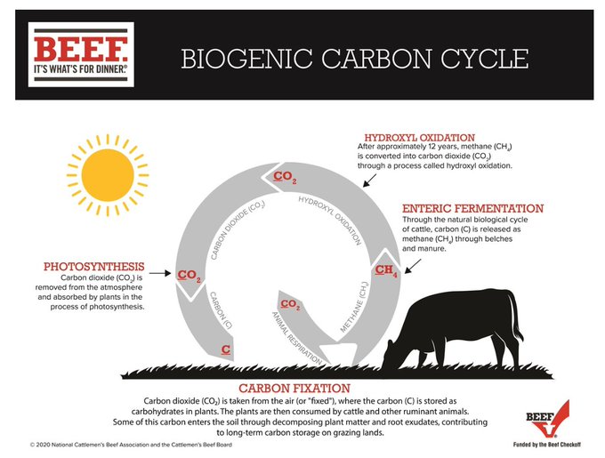 Biogenic Carbon Cycle