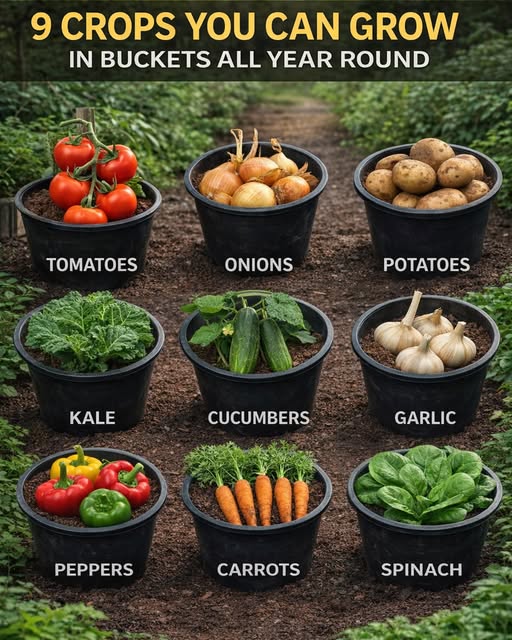 9 Crops You Can Grow in Buckets All Year