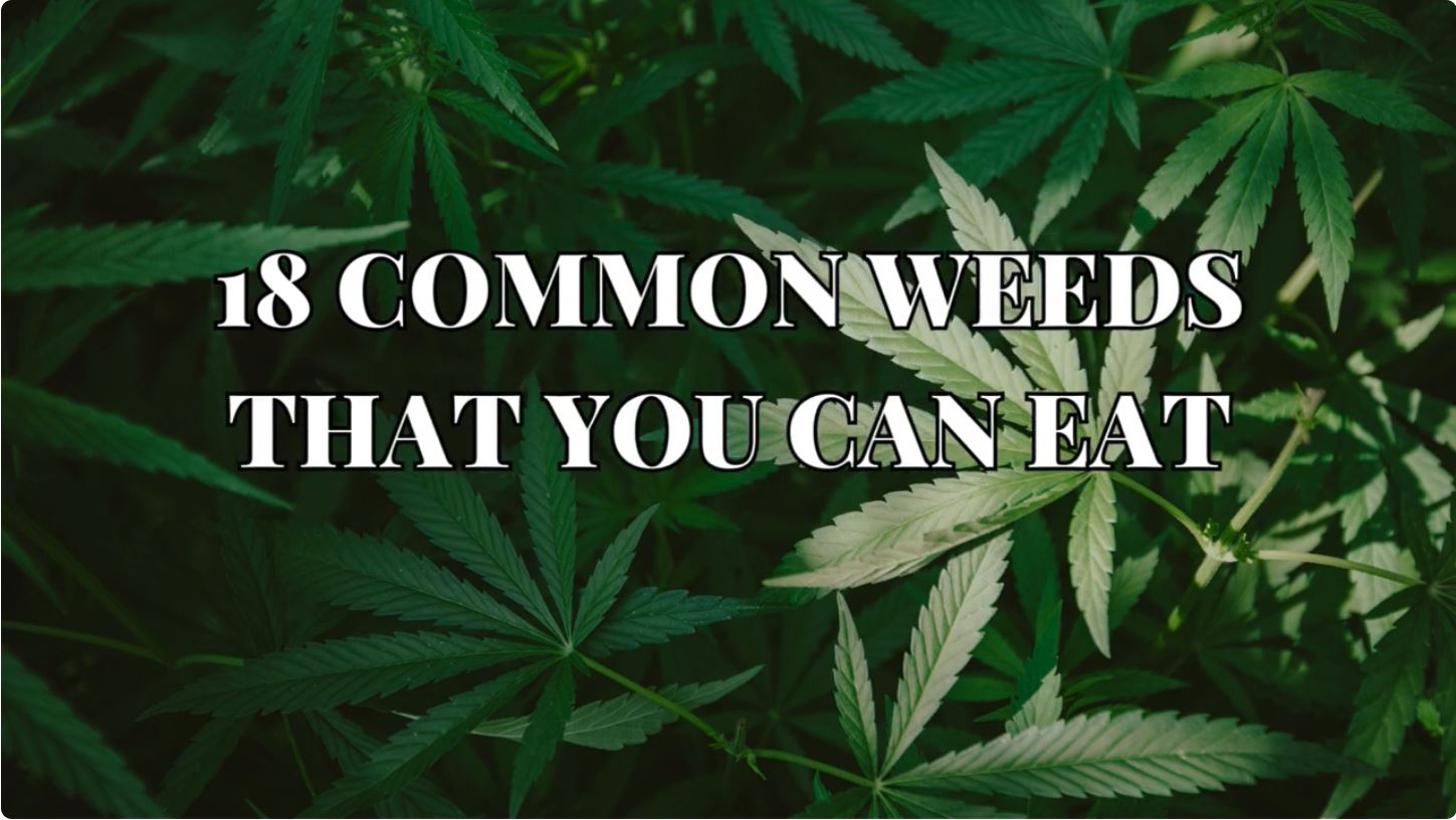18 Common Weeds You Can Eat