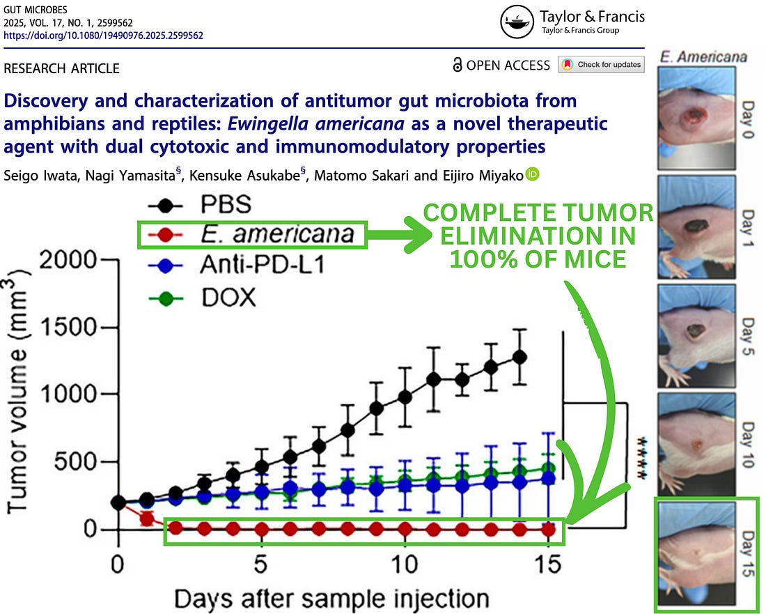 Anti-Tumour Gut Microbiota