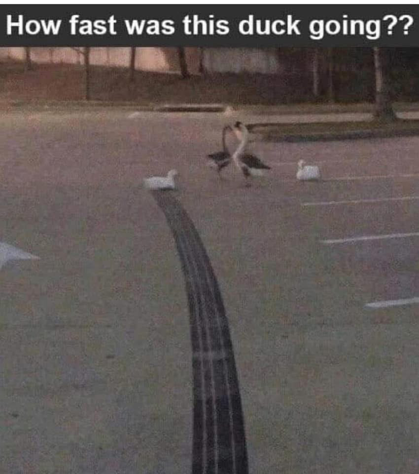 How Fast Was This Duck Going?