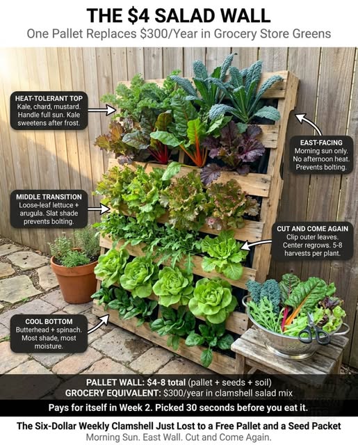 Four Dollar Salad Wall