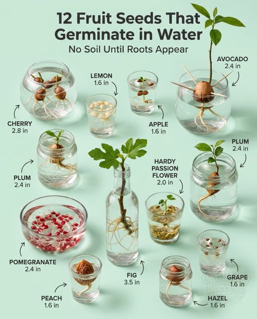 Germinating Seeds