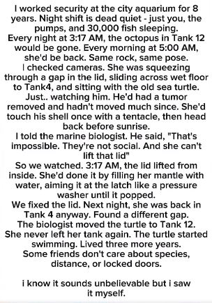 The Octopus and The Turtle