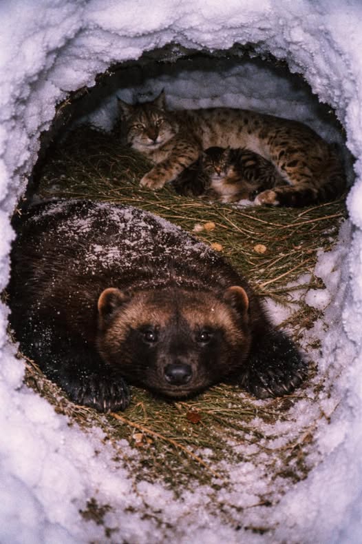 Wolverine Guarding Den