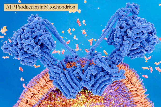 ATP Production In Mitochondria