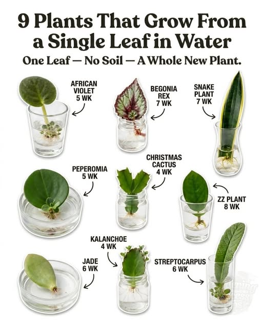 Plants That Grow From A Leaf