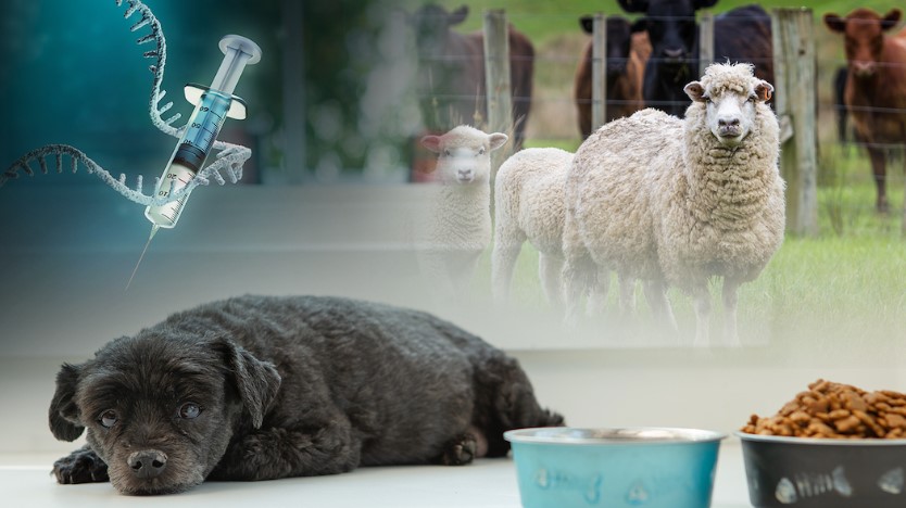Animal Health