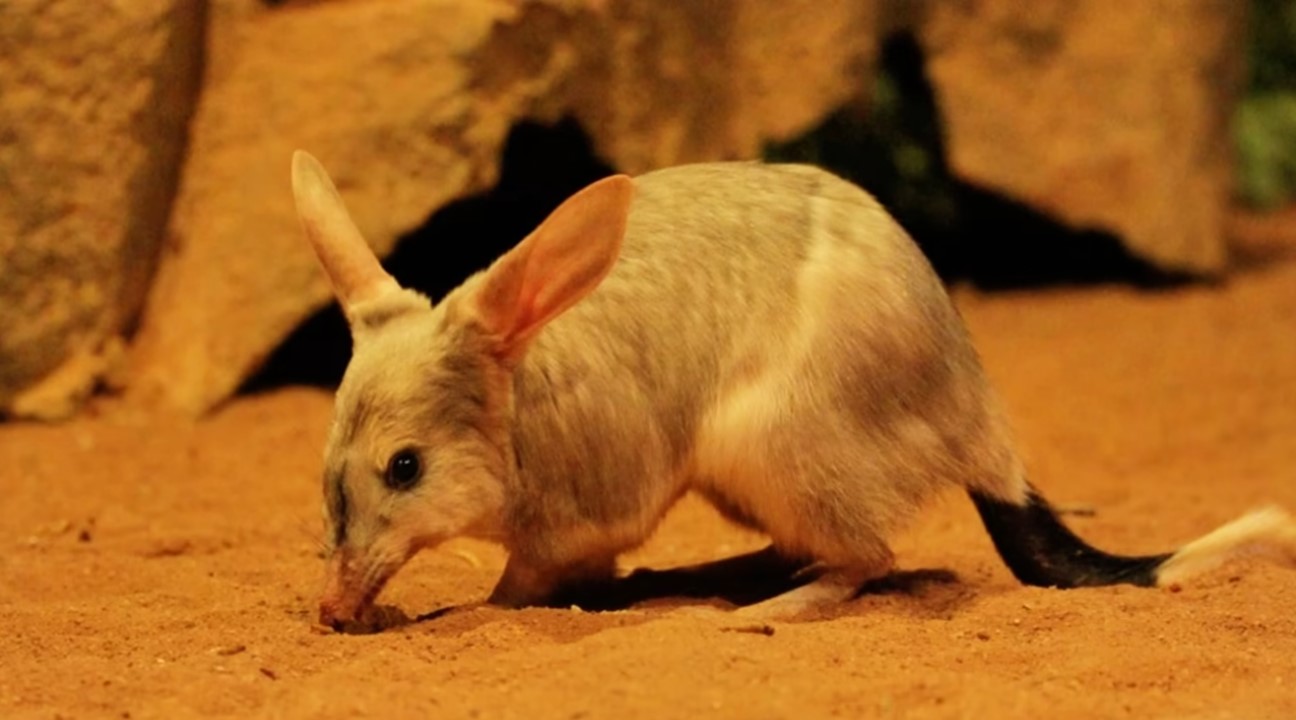 Bilby