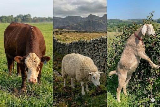 Livestock Farming