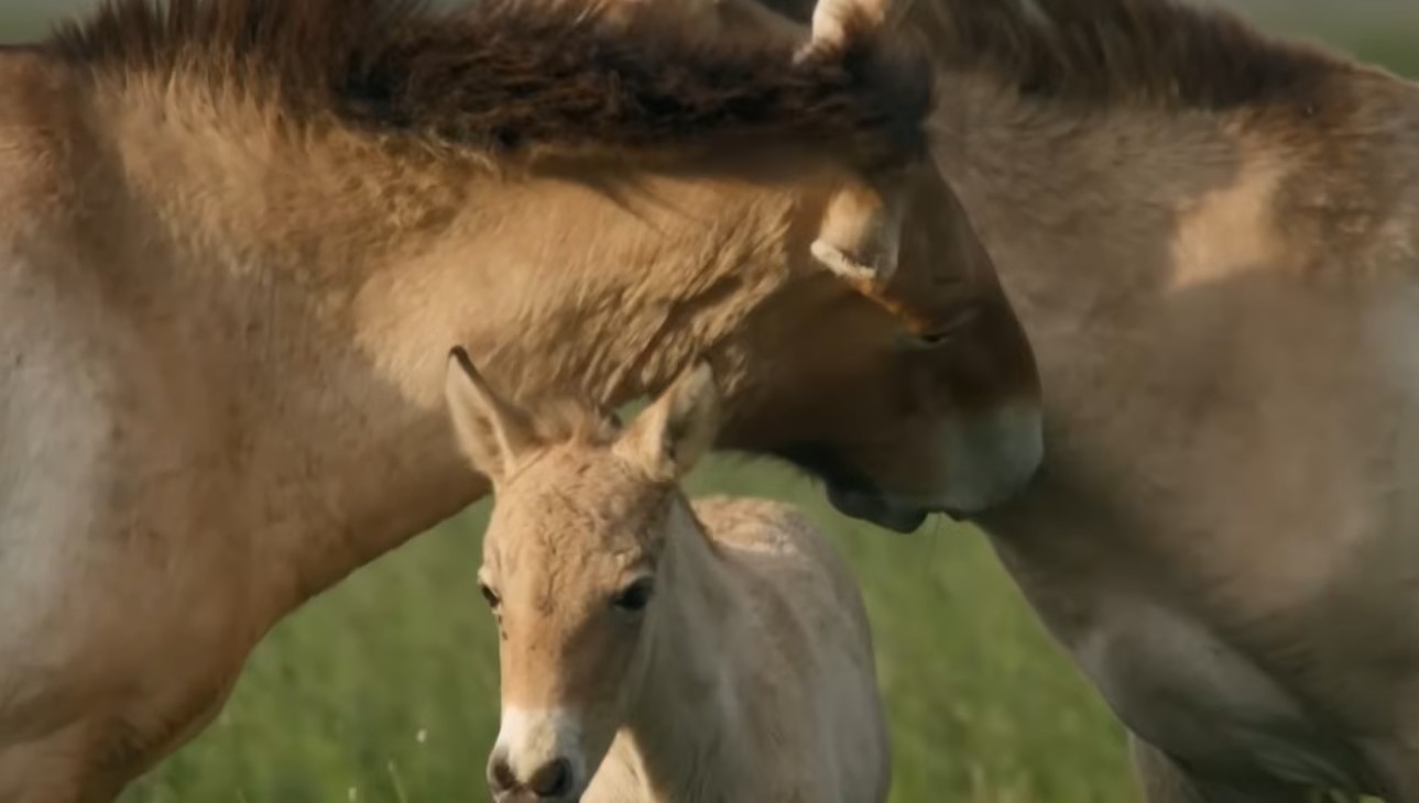 Przewalski Horses