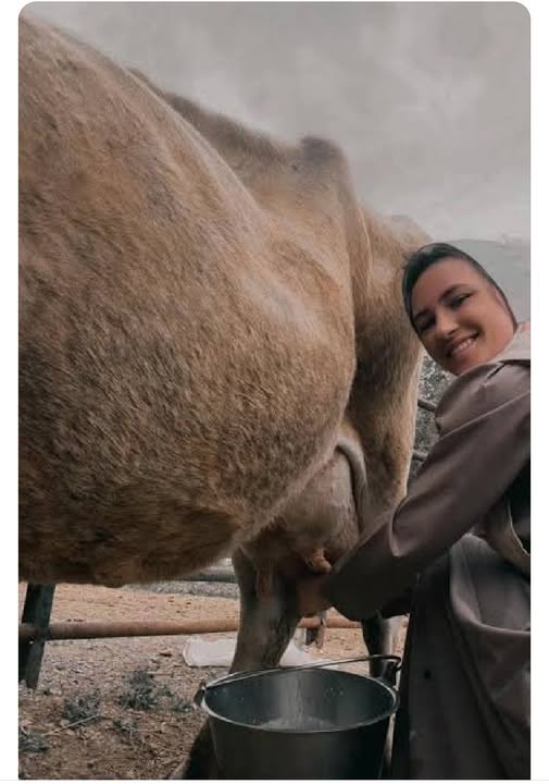 Amish Woman Milking Cow