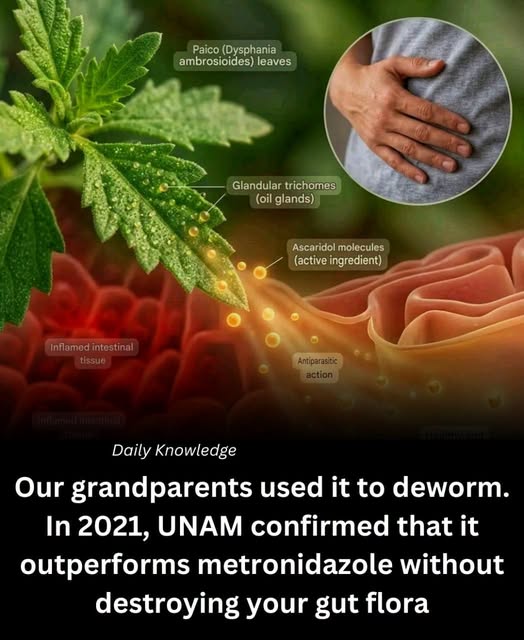 Herbs vs Drugs