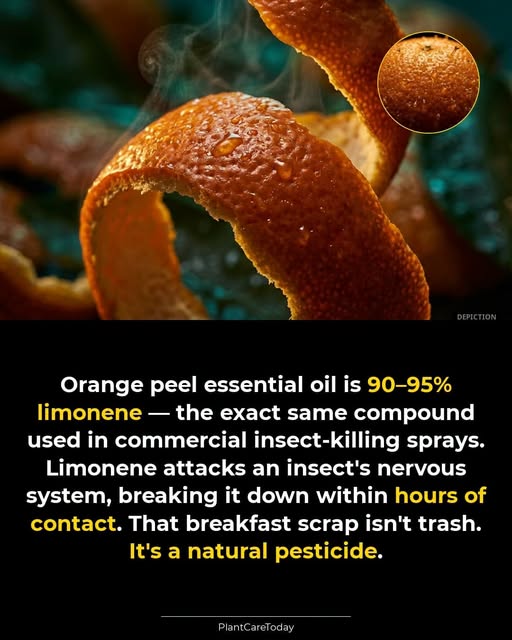 Limonene
