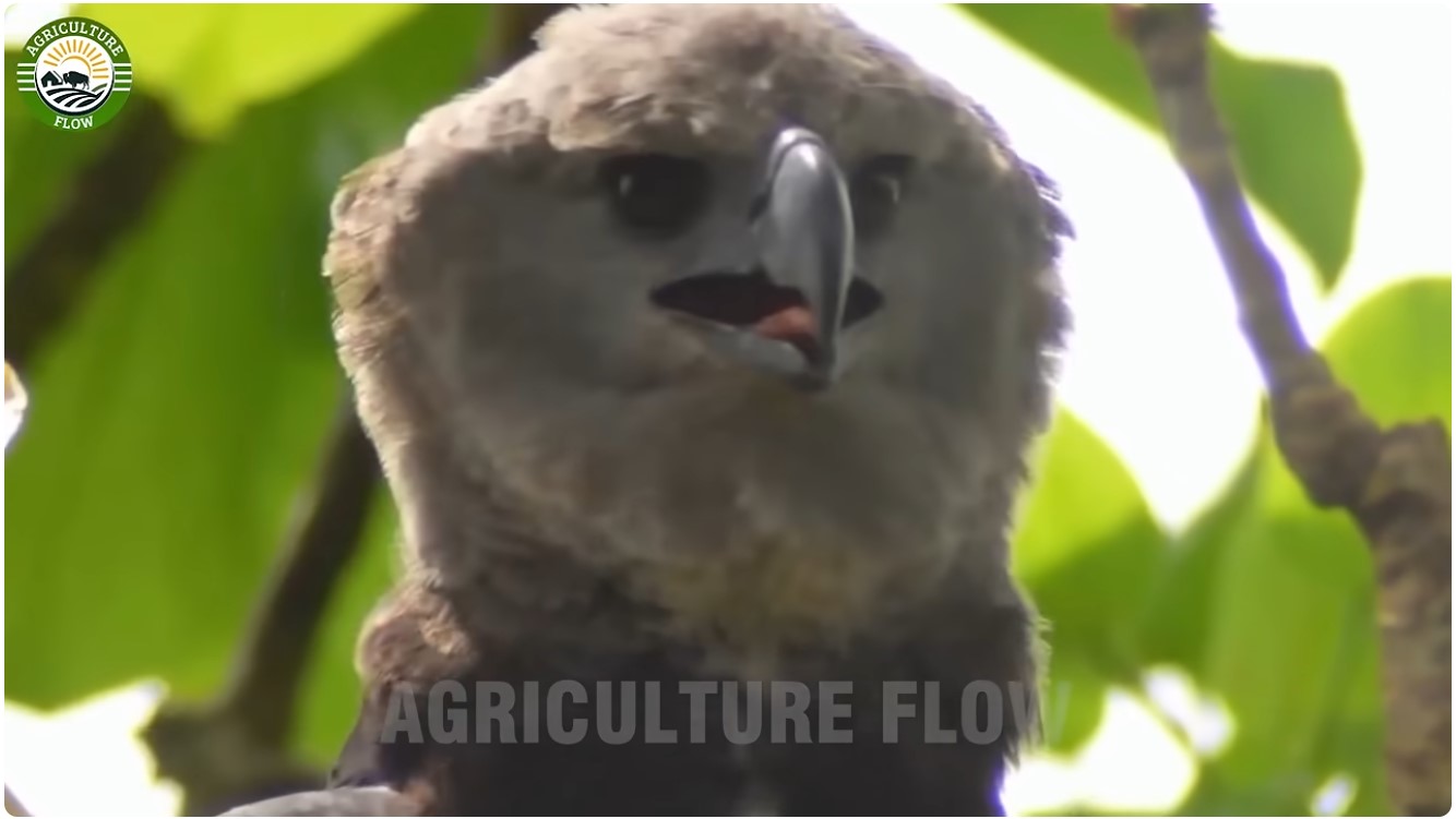 Harpy Eagle