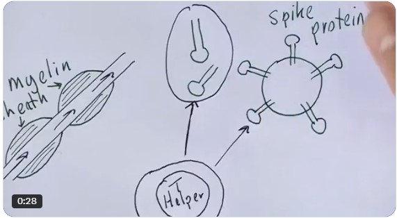 Spike Protein Induces MS
