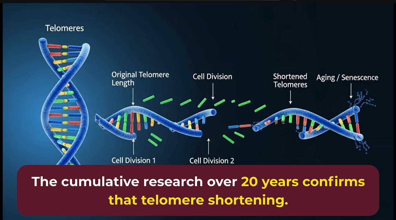 Telomere Preservation