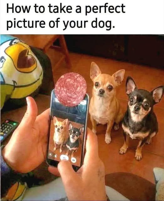 How to Take Perfect Dog Pics