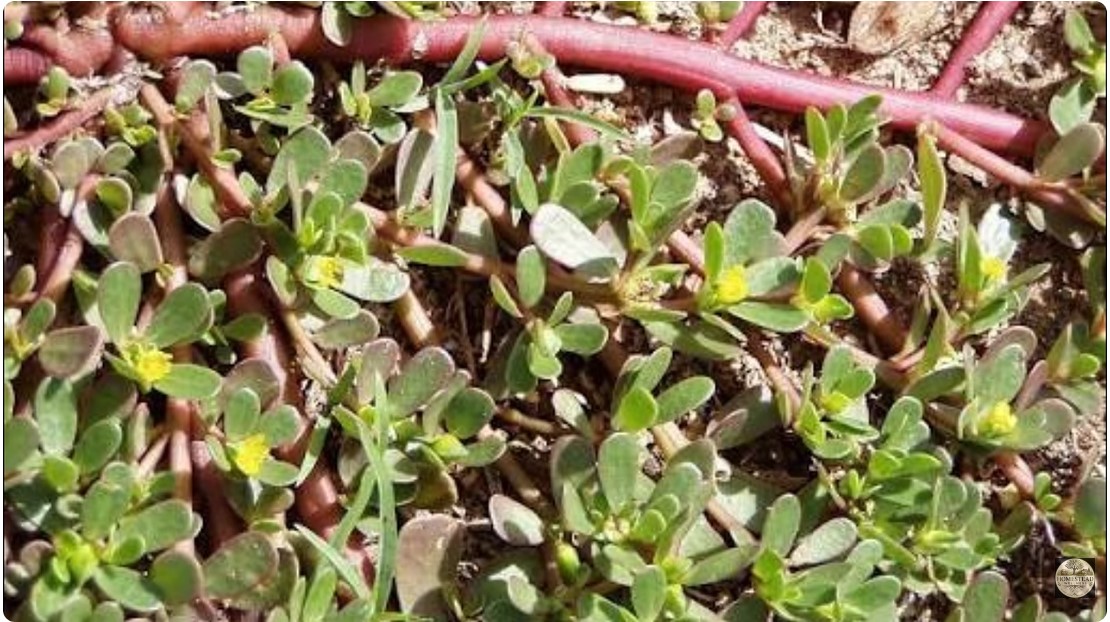 Purslane