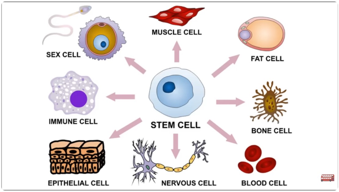 Stem Cell Action
