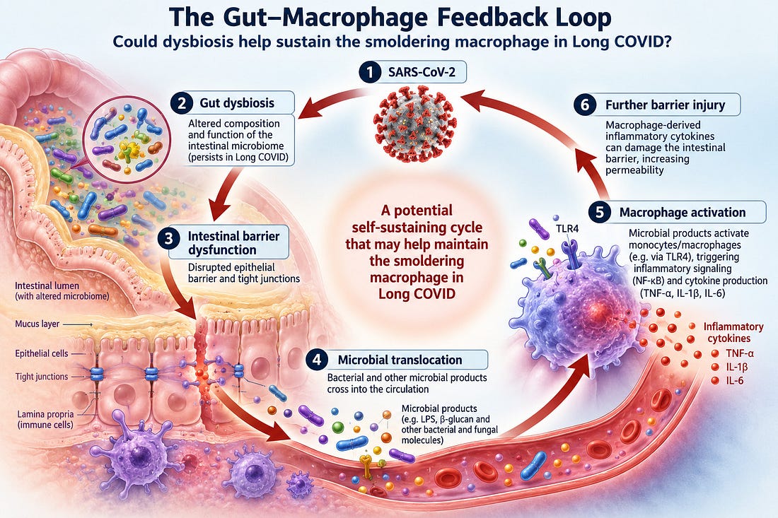 The Gut–Macrophage Feedback Loop
