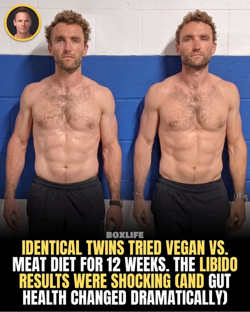 Vegan vs Omnivore