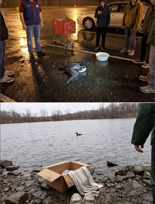 A Loon On A Lake