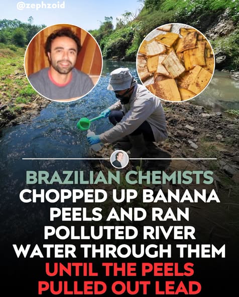 Banana Peel Heavy Metal Remediation