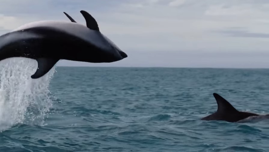 Dolphin Somersaulting