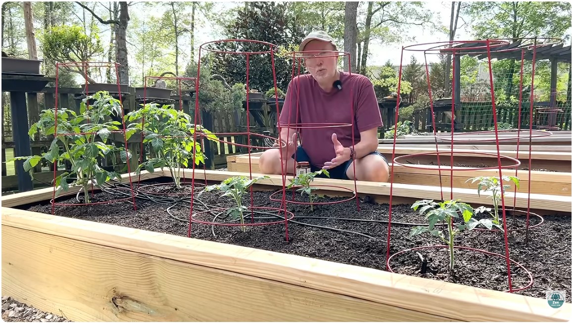 Tomato Plant Comparison